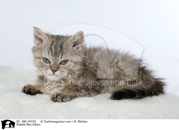 Selkirk Rex Ktzchen / Selkirk Rex Kitten / RR-18705