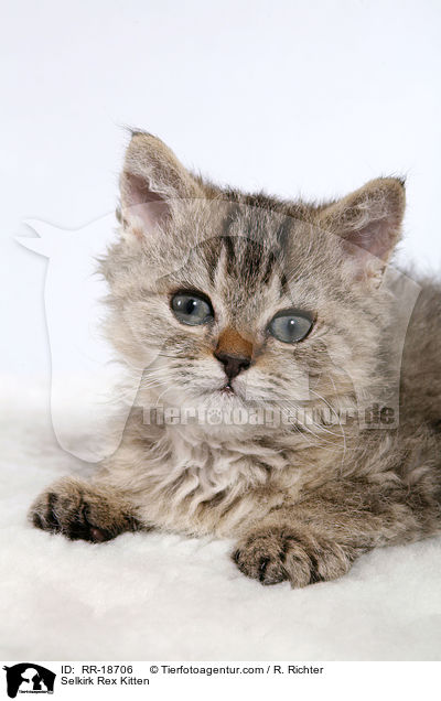 Selkirk Rex Ktzchen / Selkirk Rex Kitten / RR-18706