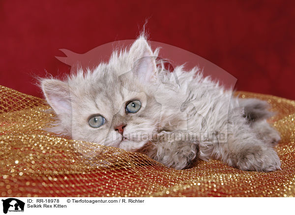 Selkirk Rex Ktzchen / Selkirk Rex Kitten / RR-18978