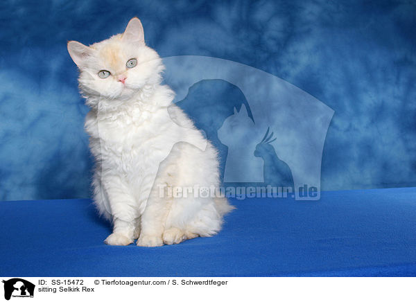 sitzende Selkirk Rex / sitting Selkirk Rex / SS-15472