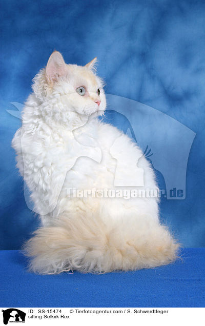 sitzende Selkirk Rex / sitting Selkirk Rex / SS-15474