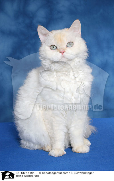 sitzende Selkirk Rex / sitting Selkirk Rex / SS-15484