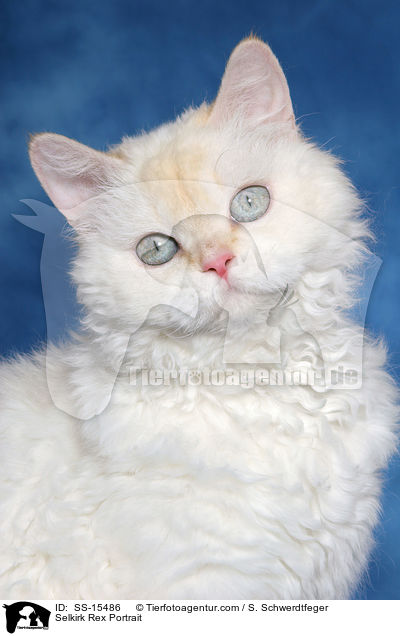 Selkirk Rex Portrait / Selkirk Rex Portrait / SS-15486