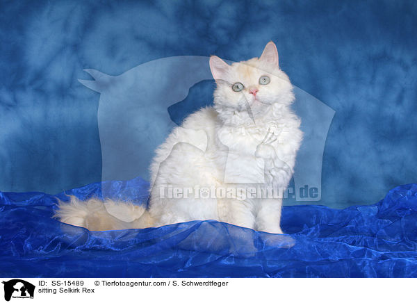 sitzende Selkirk Rex / sitting Selkirk Rex / SS-15489