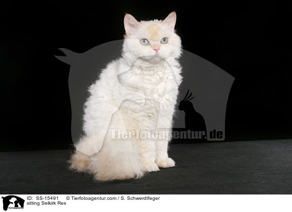 sitzende Selkirk Rex / sitting Selkirk Rex / SS-15491