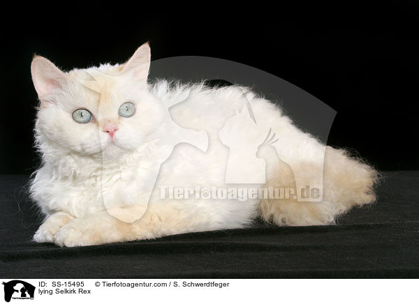 liegende Selkirk Rex / lying Selkirk Rex / SS-15495