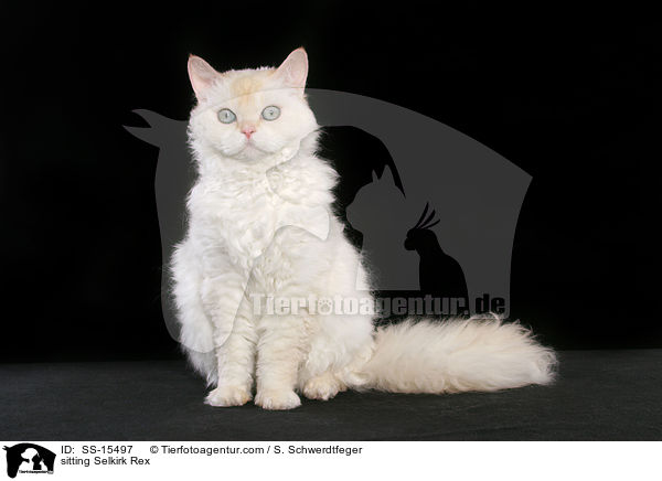 sitting Selkirk Rex / SS-15497