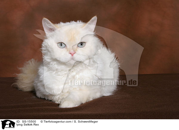 liegende Selkirk Rex / lying Selkirk Rex / SS-15500