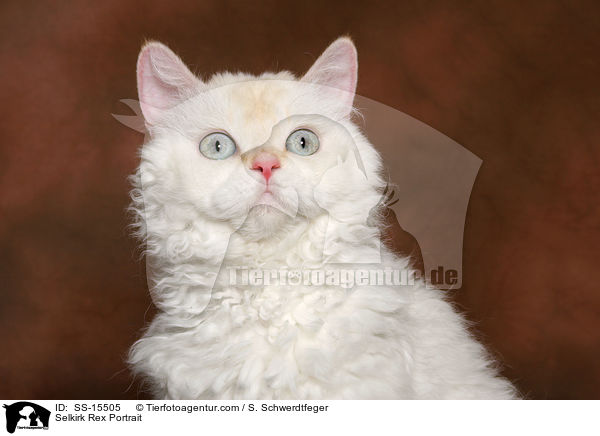 Selkirk Rex Portrait / Selkirk Rex Portrait / SS-15505