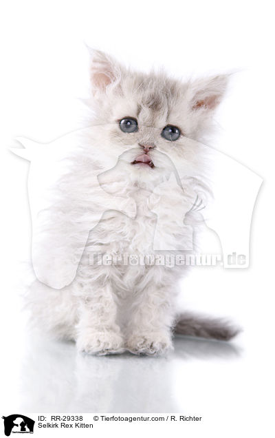 Selkirk Rex Ktzchen / Selkirk Rex Kitten / RR-29338