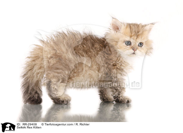 Selkirk Rex Ktzchen / Selkirk Rex Kitten / RR-29408