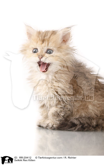 Selkirk Rex Ktzchen / Selkirk Rex Kitten / RR-29412