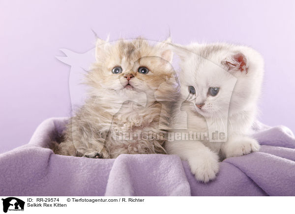 Selkirk Rex Ktzchen / Selkirk Rex Kitten / RR-29574