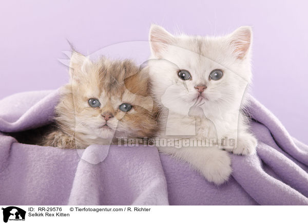 Selkirk Rex Ktzchen / Selkirk Rex Kitten / RR-29576