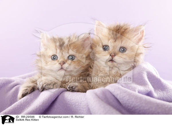 Selkirk Rex Ktzchen / Selkirk Rex Kitten / RR-29586