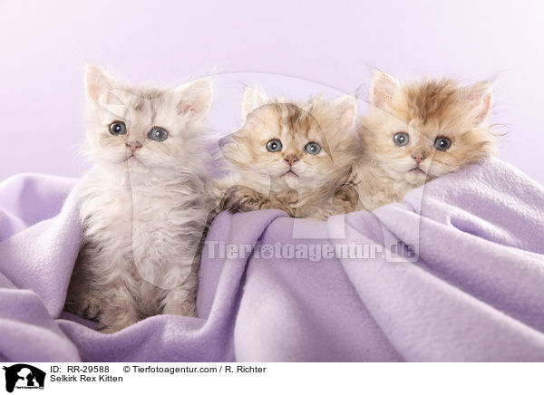 Selkirk Rex Ktzchen / Selkirk Rex Kitten / RR-29588