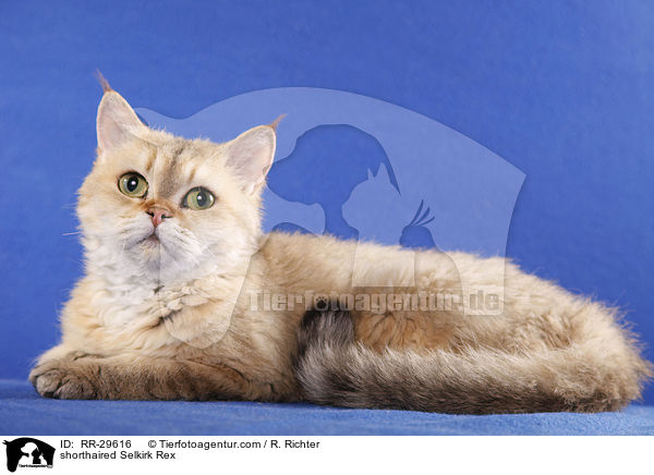 kurzhaarige Selkirk Rex / shorthaired Selkirk Rex / RR-29616