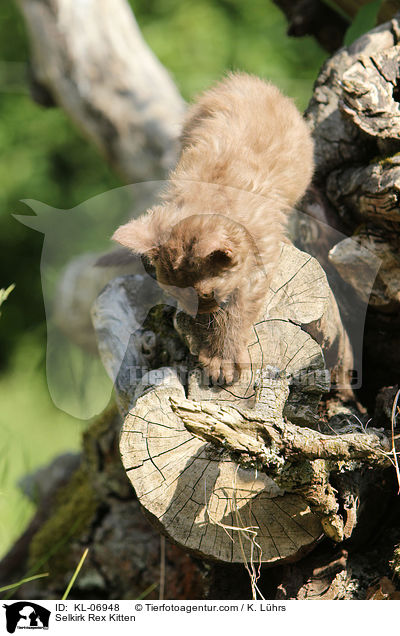 Selkirk Rex Ktzchen / Selkirk Rex Kitten / KL-06948