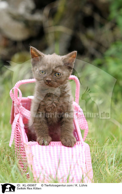 Selkirk Rex Ktzchen / Selkirk Rex Kitten / KL-06967