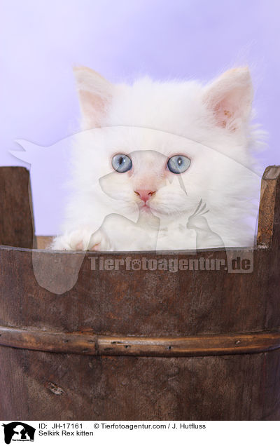 Selkirk Rex Ktzchen / Selkirk Rex kitten / JH-17161