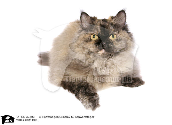 liegende Selkirk Rex / lying Selkirk Rex / SS-32303