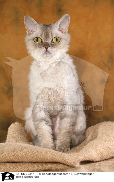 sitzende Selkirk Rex / sitting Selkirk Rex / SS-32314