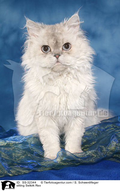 sitzende Selkirk Rex / sitting Selkirk Rex / SS-32344