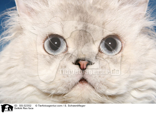 Selkirk Rex Gesicht / Selkirk Rex face / SS-32352