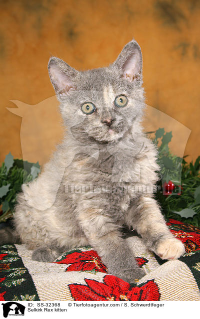 Selkirk Rex Ktzchen / Selkirk Rex kitten / SS-32368