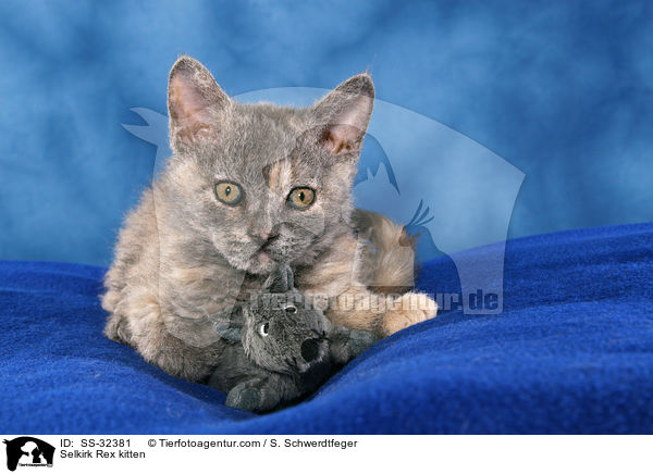 Selkirk Rex Ktzchen / Selkirk Rex kitten / SS-32381