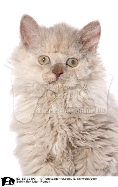 Selkirk Rex Ktzchen / Selkirk Rex kitten / SS-32390