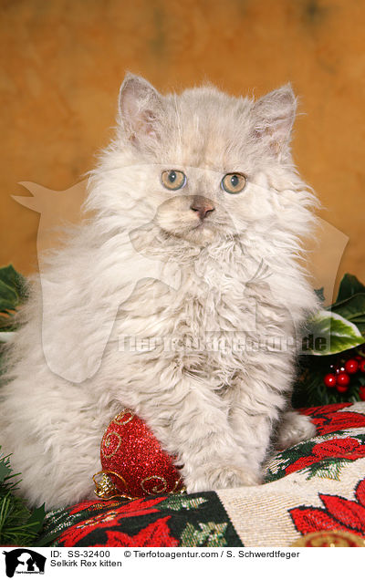 Selkirk Rex Ktzchen / Selkirk Rex kitten / SS-32400