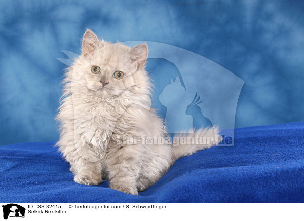 Selkirk Rex Ktzchen / Selkirk Rex kitten / SS-32415