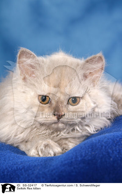 Selkirk Rex Ktzchen / Selkirk Rex kitten / SS-32417