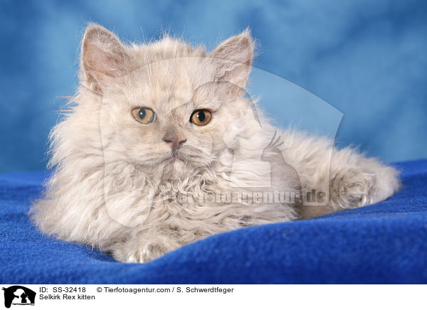 Selkirk Rex Ktzchen / Selkirk Rex kitten / SS-32418