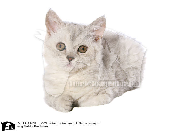 Selkirk Rex Ktzchen / Selkirk Rex kitten / SS-32423