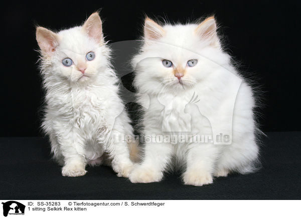 2 sitzende Selkirk Rex Ktzchen / 1 sitting Selkirk Rex kitten / SS-35283