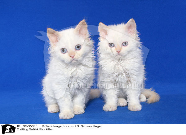 2 sitzende Selkirk Rex Ktzchen / 2 sitting Selkirk Rex kitten / SS-35300