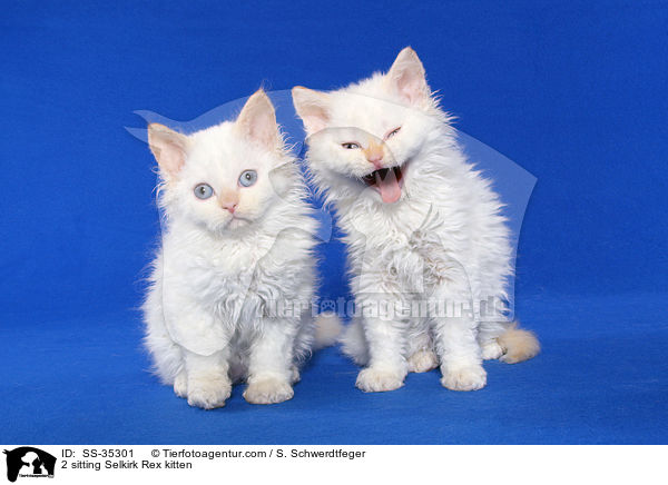 2 sitzende Selkirk Rex Ktzchen / 2 sitting Selkirk Rex kitten / SS-35301