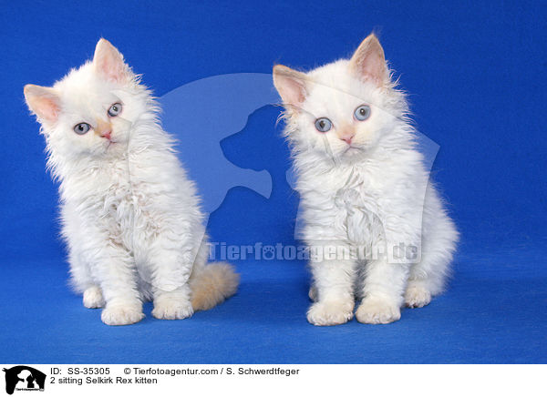 2 sitzende Selkirk Rex Ktzchen / 2 sitting Selkirk Rex kitten / SS-35305