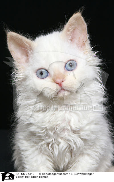 Selkirk Rex kitten portrait / SS-35318