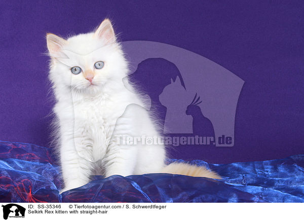 Selkirk Rex kitten with straight-hair / SS-35346