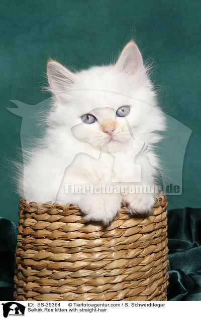 Selkirk Rex kitten with straight-hair / SS-35364