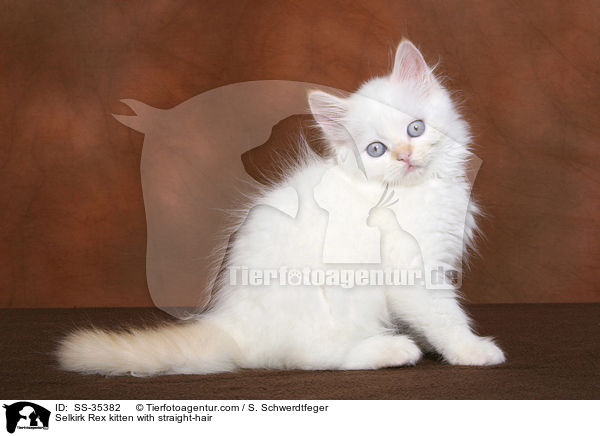 Selkirk Rex kitten with straight-hair / SS-35382