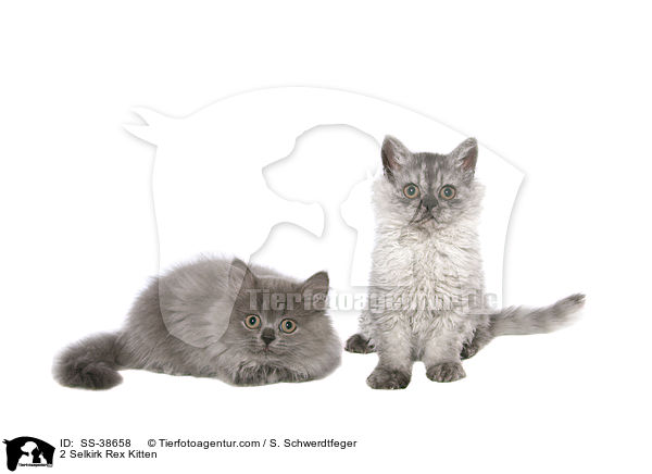 2 Selkirk Rex Kitten / SS-38658