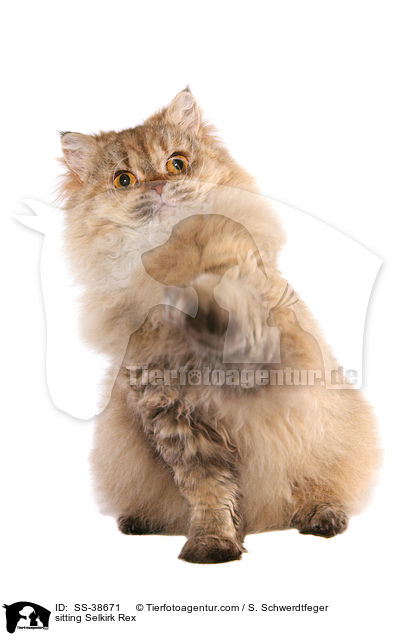 sitzende Selkirk Rex / sitting Selkirk Rex / SS-38671