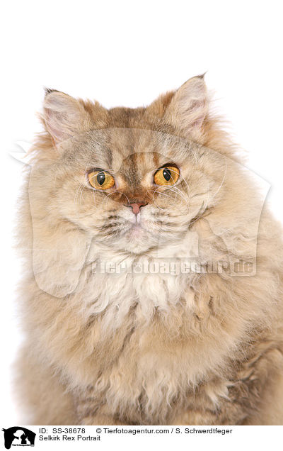 Selkirk Rex Portrait / Selkirk Rex Portrait / SS-38678