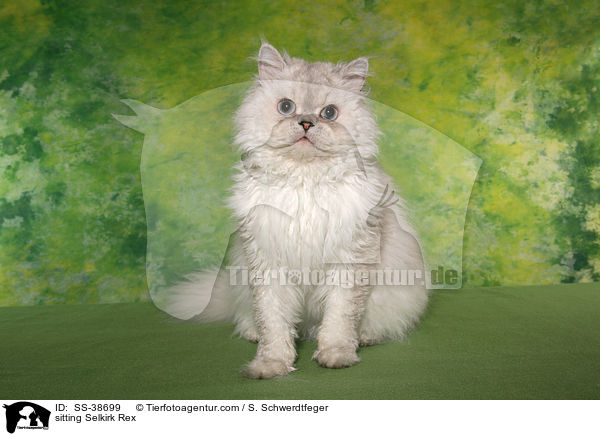 sitzende Selkirk Rex / sitting Selkirk Rex / SS-38699