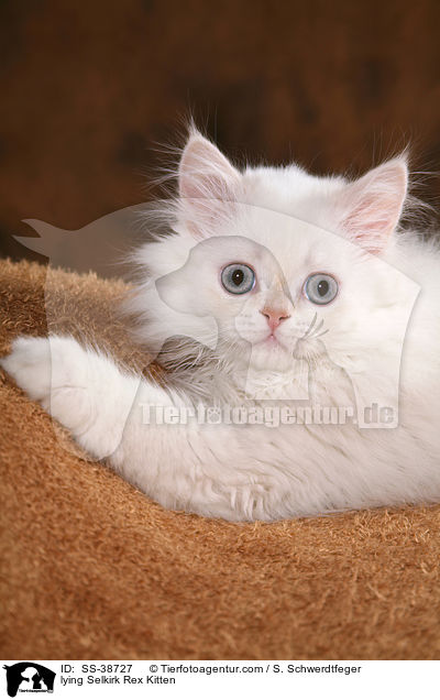 liegendes Selkirk Rex Ktzchen / lying Selkirk Rex Kitten / SS-38727