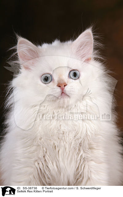 Selkirk Rex Ktzchen Portrait / Selkirk Rex Kitten Portrait / SS-38736